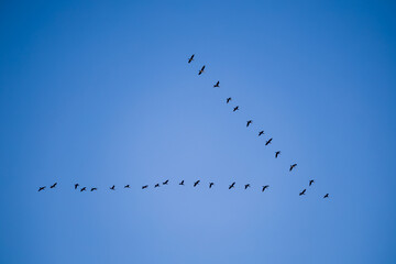 A group of birds flying or migrating across a blue sky