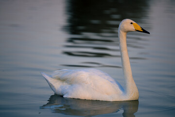 White swan swimming on a lake with dark water. The mute swan, Cygnus olor. Al Qudra Lakes, Dubai, United Arab Emirates.