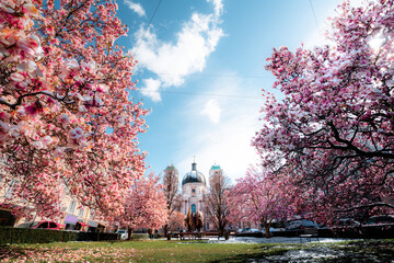 Scenic panoramic view of Makartplatz square in the old city center of salzburg with Dreifaltigkeitskirche church and blooming magnolia trees on a beautiful sunny spring day, Salzburg, Austria - obrazy, fototapety, plakaty