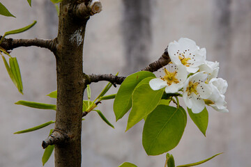 Apple flowers