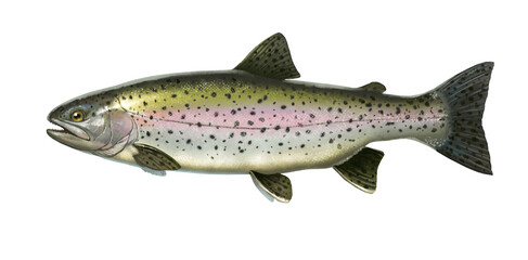 Big rainbow trout. River fish side view, illustration isolate realistic.