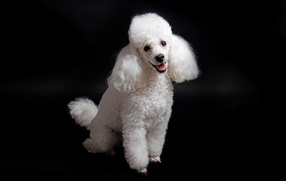 Studio shot of a white mini poodle on black background