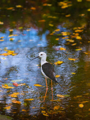 Avocet variegated - Recurvirostra avoset standing