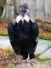 beautiful andelan condor in the wild