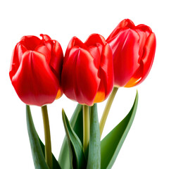Red tulips isolated on transparent background. Generative AI