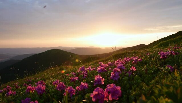 Flowers on the ground, evening time. Majestic Carpathian Mountains landscape view.