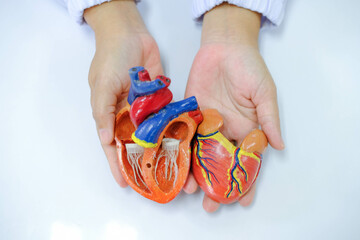 Doctor showing an anatomical model of the heart. and Doctor holding artifical heart model in clinic.