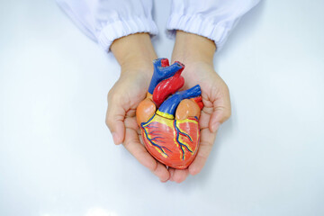Doctor showing an anatomical model of the heart. and Doctor holding artifical heart model in clinic.