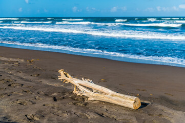 Fototapeta na wymiar A view of driftwood on the beach at Tortuguero in Costa Rica during the dry season
