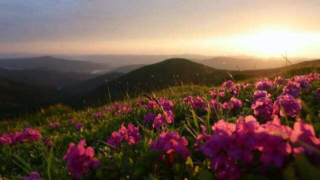Flowers on the ground, evening time. Majestic Carpathian Mountains landscape view.