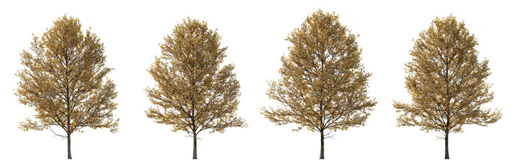 Autumn large trees sycamore platanus trees isolated png on a transparent background premium cutout