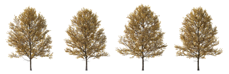 Autumn large trees sycamore platanus trees isolated png on a transparent background premium cutout