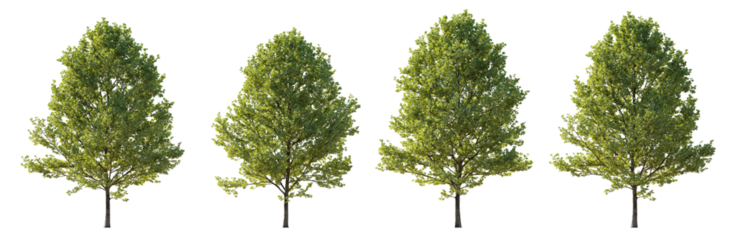 Large trees sycamore platanus trees isolated png on a transparent background premium cutout