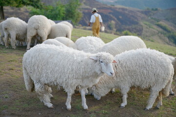 Corridel sheep herd He was bending down to eat the pellets and the green grass that the officials brought on the ground. Sheep are herbivorous ruminants. And can eat food that is pressed into tablets.