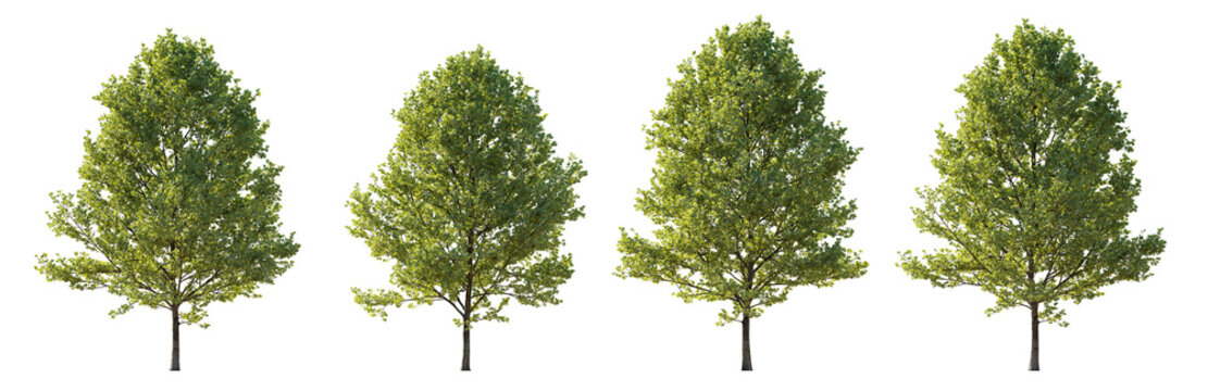 Large trees sycamore platanus trees isolated png on a transparent background premium cutout