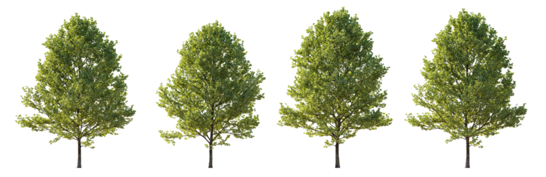 Large trees sycamore platanus trees isolated png on a transparent background premium cutout