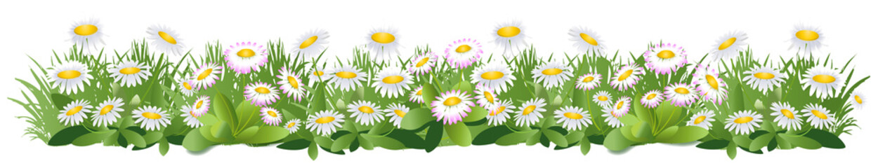bandeau de fleurs de pâquerettes dans l'herbe sur fond transparent 