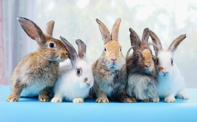 portrait group of young adorable rabbits, young fluffy bunny in sudio