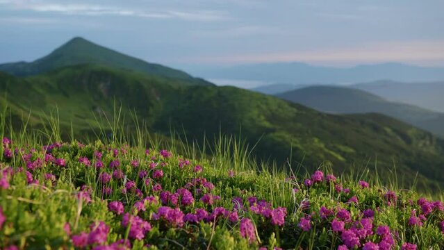 View of the flowers and panorama. Majestic Carpathian Mountains landscape.