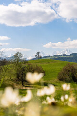 Spring Landscape with sun and blue heaven in Windischgarsten, upperaustria