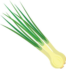 Vector illustration with fresh spring onion. Cartoon illustration of vegetables isolated on white background.