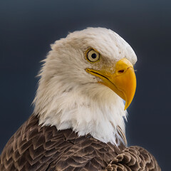 american bald eagle