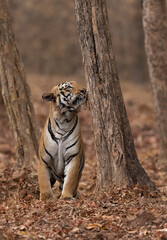 Tiger smelling the scent while marking its territory at Tadoba Andhari Tiger Reserve, India