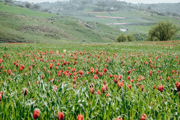 Tulipani rossi