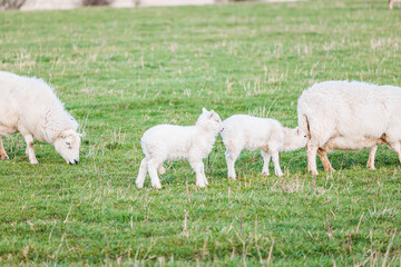 Obraz na płótnie Canvas Baby sheep and family in farm, meadow in spring