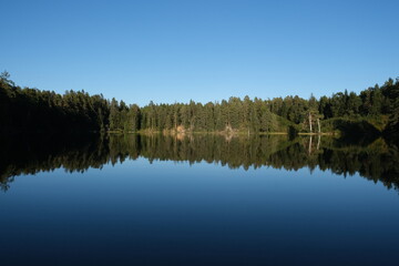 Mirror surface of a calm lake in a forest