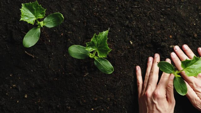 Seeding plants in the garden view from above