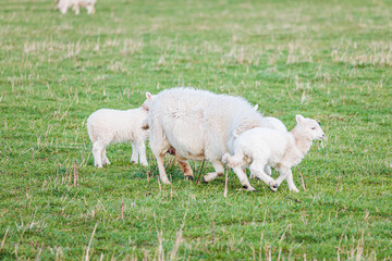 Baby sheep and family in farm, meadow in spring