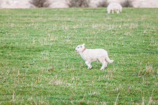 Baby sheep running in farm, meadow in spring