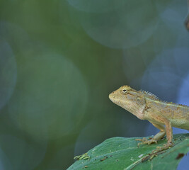 green lizard on a tree
