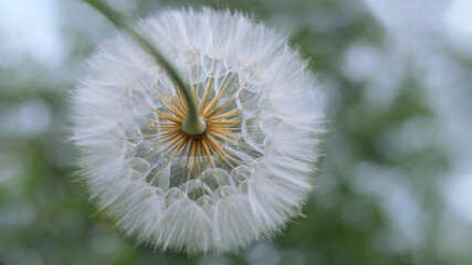 Dandelion flower. Taraxacum Erythrospermum. Abstract nature background of Dandelion in spring. Silhouette head of Dandelion flower on a green background. Seed macro close up. Macro Nature. Soft focus