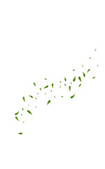Olive Greens Herbal Vector White Background