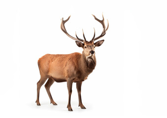 Naklejka na ściany i meble Red deer stag in front of a white background, Created using generative AI tools.
