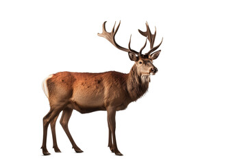 Naklejka na ściany i meble Red deer stag in front of a white background, Created using generative AI tools.