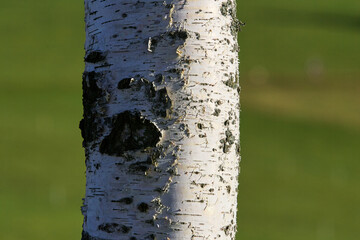 birch tree trunk with white bark and green grass in background