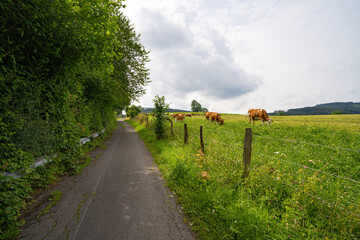 Fototapeta na wymiar grasende Kühe im Sauerland