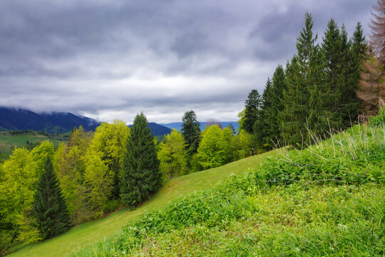 carpathian forests and mountains. grassy fields and meadows on the hills rolling in to the distant rural valley