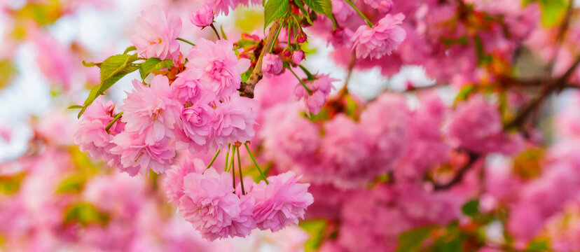 full cherry blossom closeup. spring has come