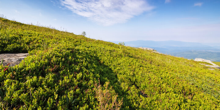 summer nature scenery with hills and meadows. carpathian mountains in morning light. blue sky with clouds above the distant ridge
