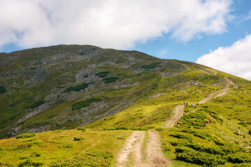 alpine travel destination of carpathian mountains. hillside of petros mountain in summer. beauty of ukrainian landscape