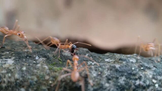 weaver ants