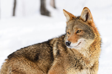 Coyote (Canis latrans) Looks Back Down Body to Left Ears Up Winter