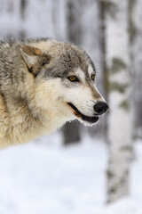 Obraz premium Wolf (Canis lupus) Head Against Frosty Woods Winter