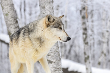 Wolf (Canis lupus) Looks Right in Frosty Woods Winter