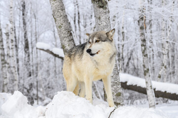 Wolf (Canis lupus) Stands Atop Mound of Snow in Frosty Woods Winter
