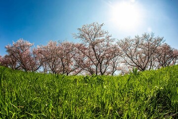 桜